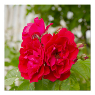 Grote rode rozen in de tuin perfect poster