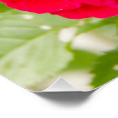 Grote rode rozen in de tuin perfect poster (Hoek)