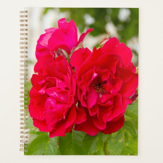 Grote rode rozen in de tuin planner (Voorkant)