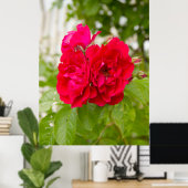 Grote rode rozen in de tuin poster (Thuiskantoor)