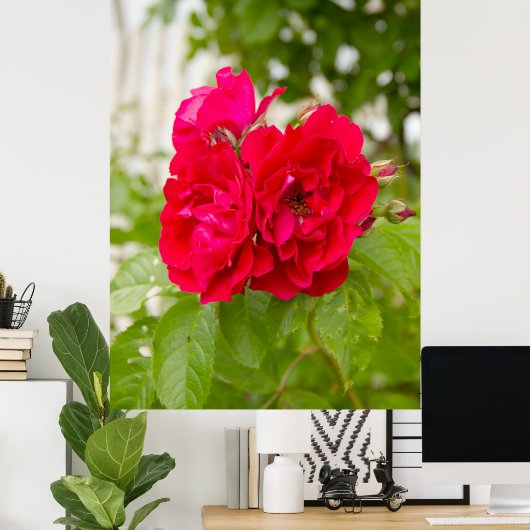 Grote rode rozen in de tuin poster (Thuiskantoor)