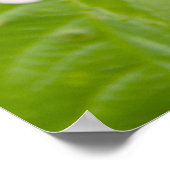 Grote rode rozen in de tuin poster (Hoek)