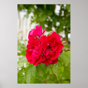 Grote rode rozen in de tuin poster