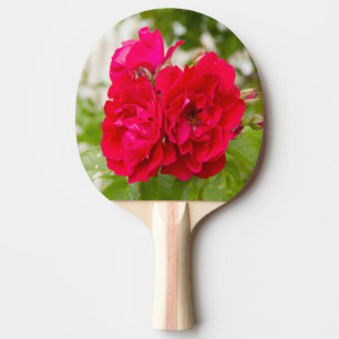 Grote rode rozen in de tuin tafeltennisbatje