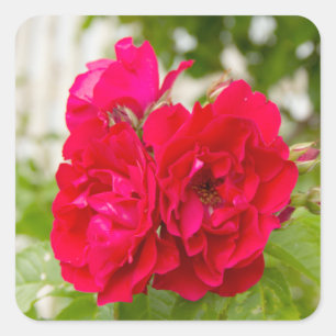 Grote rode rozen in de tuin vierkante sticker
