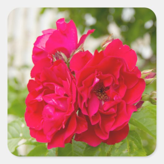 Grote rode rozen in de tuin vierkante sticker (Voorkant)