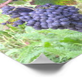 Grote Rode-wijndruivenrassen van de wereld Poster (Hoek)