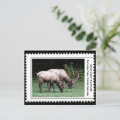 Grote rokergebergte briefkaart (Staand voorkant)