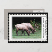 Grote rokergebergte briefkaart (Voorkant / Achterkant)