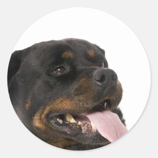 grote rottweiler ronde sticker (Voorkant)