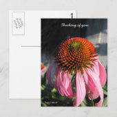 Grote roze Daisy Briefkaart (Voorkant / Achterkant)