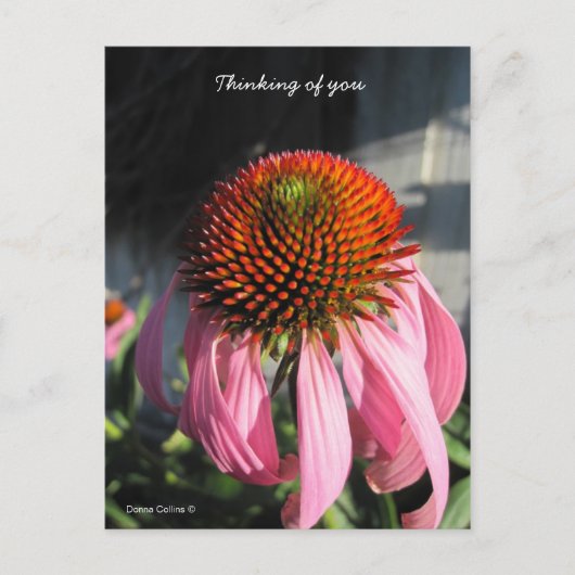 Grote roze Daisy Briefkaart (Voorkant)