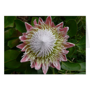 Grote roze en witte bloem natuurfoto