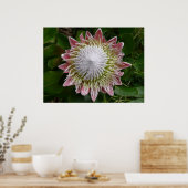 Grote roze en witte bloem Natuurfoto Poster (Keuken)
