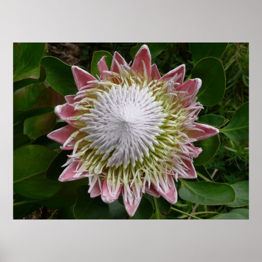 Grote roze en witte bloem Natuurfoto Poster (Voorkant)