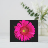 Grote roze Gerber Daisy Briefkaart (Staand voorkant)