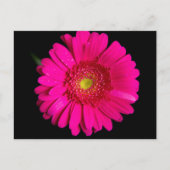 Grote roze Gerber Daisy Briefkaart (Voorkant)