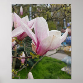 Grote roze magnolia bloemen. Lentbloei Poster