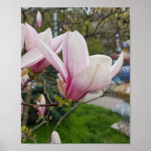 Grote roze magnolia bloemen. Lentbloei Poster