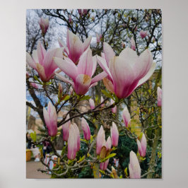 Grote roze magnolia bloemen. Lentbloei Poster