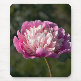 Grote roze pioenbloemen in lentedag    muismat