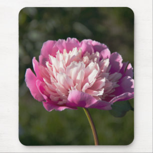 Grote roze pioenbloemen in lentedag muismat