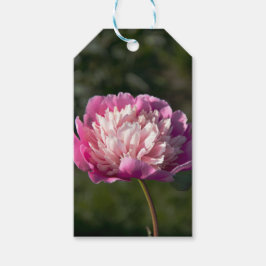 Grote roze pioenbloemen op een lentedag cadeaulabel