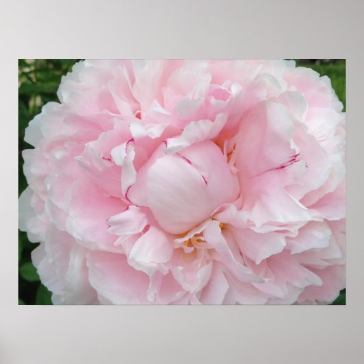 Grote roze pony-ventilator poster (Voorkant)
