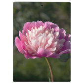 Grote roze pony's in de lente klembord (Achterkant)