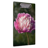 Grote roze pony's in de lente klembord (Rechts)