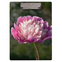 Grote roze pony's in de lente klembord