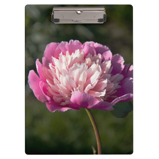 Grote roze pony's in de lente klembord (Voorkant)