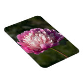 Grote roze pony's in de lente magneet (Rechterzijde)