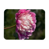 Grote roze pony's in de lente magneet (Horizontaal)