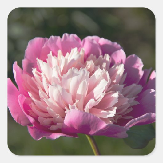 Grote roze pony's in de lente vierkante sticker (Voorkant)