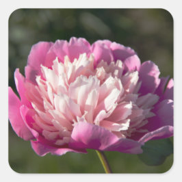 Grote roze pony's in de lente vierkante sticker