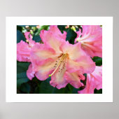 Grote Roze Rododendron Bloei Bloem Fotografisch Poster (Voorkant)