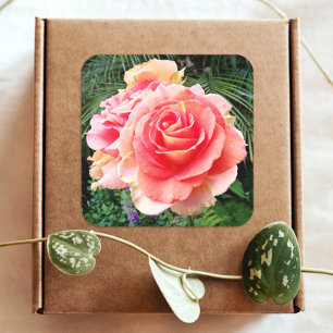 Grote roze roos close-up foto mooi modern vierkante sticker