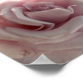 grote roze roze roos poster (Hoek)