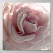 grote roze roze roos poster (Voorkant)