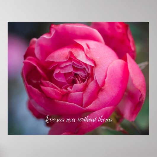 Grote roze roze roze roos poster (Voorkant)