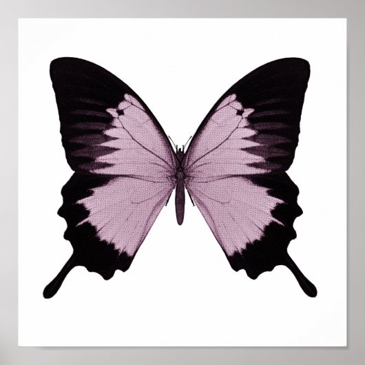 Grote Roze & Zwarte Vlinder - Personaliseer Poster (Voorkant)