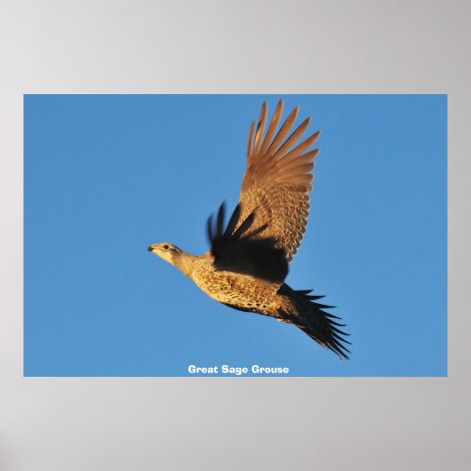 Grote Sage Grouse Poster (Voorkant)