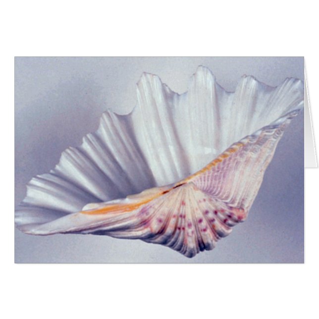 grote schelp voor decoratieve doeleinden (Voorkant Horizontaal)