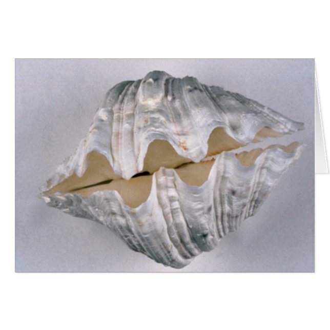 grote schelp voor decoratieve doeleinden (Voorkant Horizontaal)