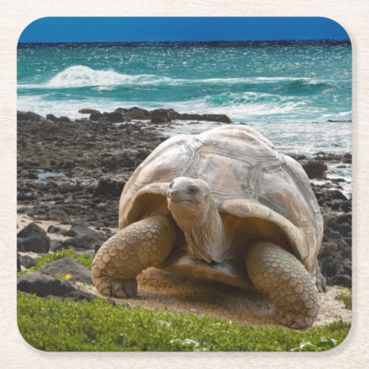 Grote schildpad aan de rand van het zee kartonnen onderzetters (Voorkant)