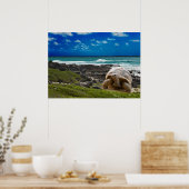 Grote schildpad aan de rand van het zee poster (Keuken)