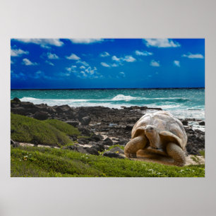 Grote schildpad aan de rand van het zee poster