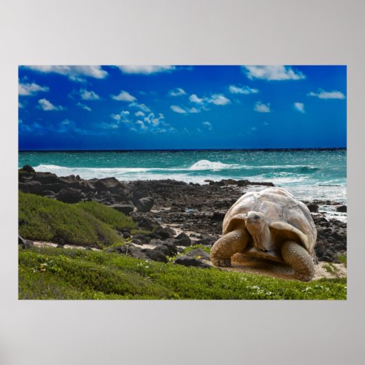 Grote schildpad aan de rand van het zee poster (Voorkant)