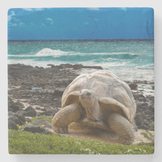 Grote schildpad aan de rand van het zee stenen onderzetter (Voorkant)